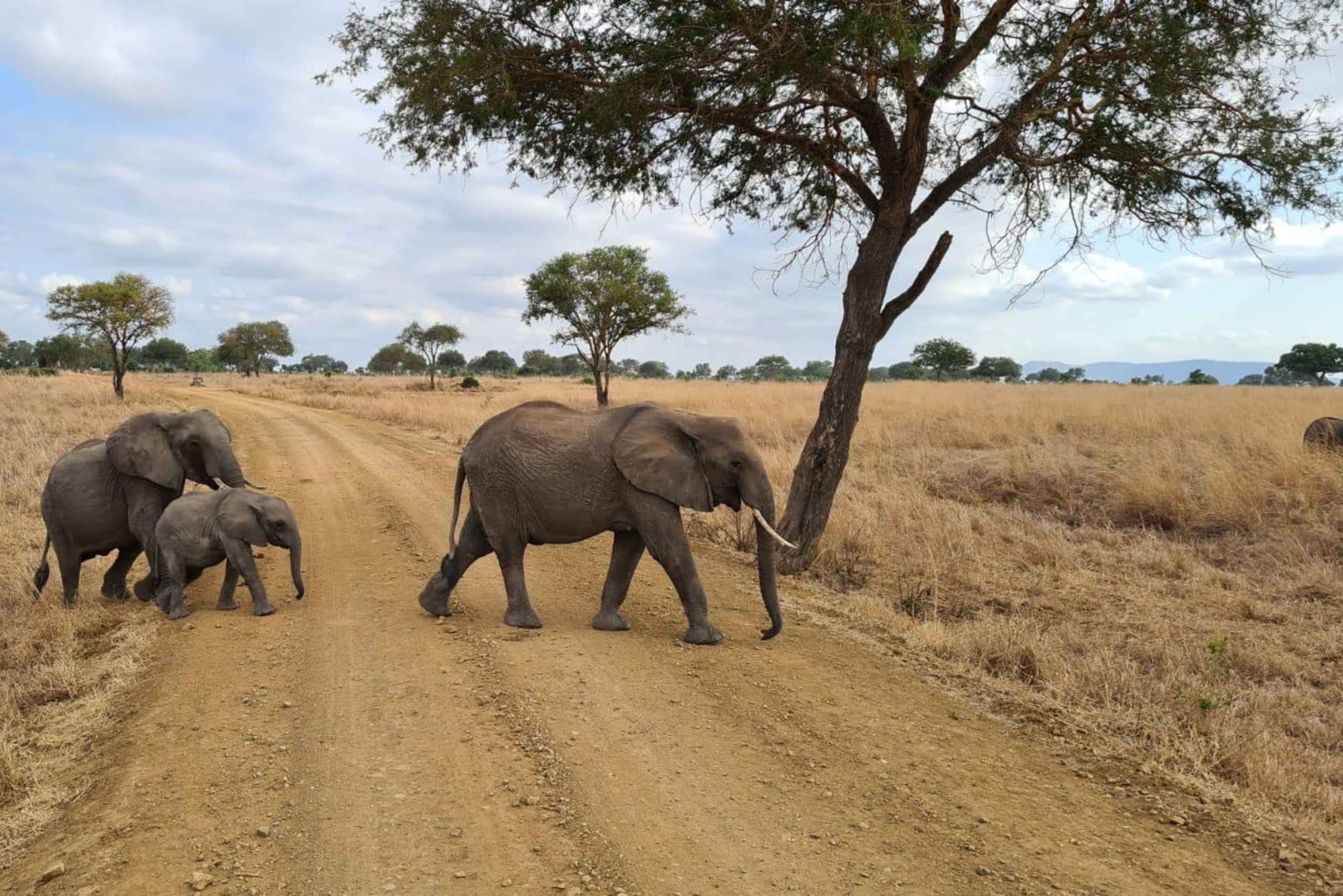 Fra Dar Es Salaam: Mikumi Nationalpark Wildlife Safari