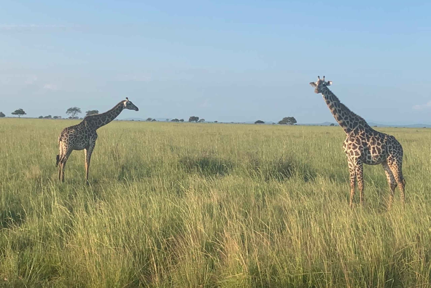 Fra Dar Es Salaam: Mikumi Nationalpark Wildlife Safari