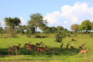 Fra Dar Es Salaam: Mikumi Nationalpark Wildlife Safari