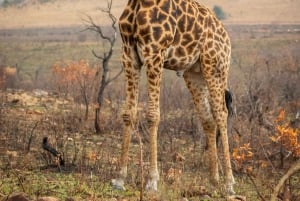 Au départ d'Iringa : safari de 3 jours dans le parc national de Ruaha