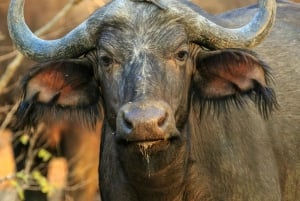 Au départ d'Iringa : safari de 3 jours dans le parc national de Ruaha