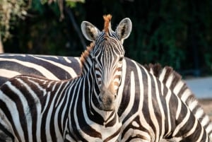 Au départ d'Iringa : safari de 3 jours dans le parc national de Ruaha