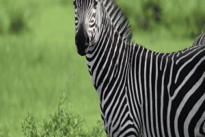 Au départ d'Iringa : safari de 3 jours dans le parc national de Ruaha