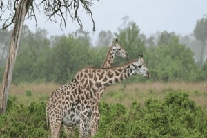 Au départ d'Iringa : safari de 3 jours dans le parc national de Ruaha