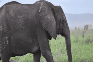 Au départ d'Iringa : safari de 3 jours dans le parc national de Ruaha