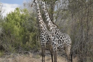 Au départ d'Iringa : safari de 3 jours dans le parc national de Ruaha