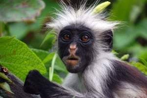 From Jungle to Stone Town: Zanzibar Nature & Heritage Escape