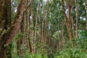 From Jungle to Stone Town: Zanzibar Nature & Heritage Escape