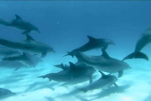 Fra Kendwa: Båttur til Mnemba og snorkeleventyr med delfiner