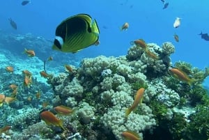 Fra Kendwa: Båttur til Mnemba og snorkeleventyr med delfiner