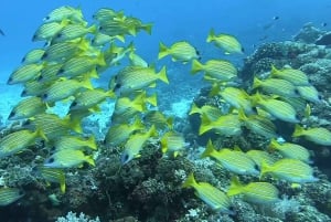 Fra Kendwa: Båttur til Mnemba og snorkeleventyr med delfiner