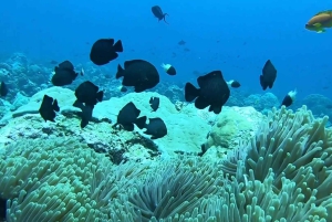 Fra Kendwa: Båttur til Mnemba og snorkeleventyr med delfiner