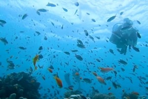 Fra Kendwa: Båttur til Mnemba og snorkeleventyr med delfiner