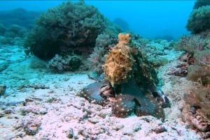 Fra Kendwa: Båttur til Mnemba og snorkeleventyr med delfiner