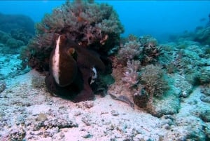 Fra Kendwa: Båttur til Mnemba og snorkeleventyr med delfiner