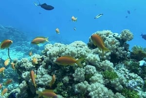 Fra Kendwa: Båttur til Mnemba og snorkeleventyr med delfiner