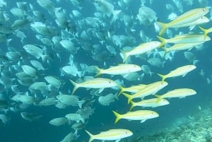 Fra Kendwa: Båttur til Mnemba og snorkeleventyr med delfiner