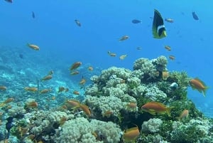 Fra Kendwa: Båttur til Mnemba og snorkeleventyr med delfiner