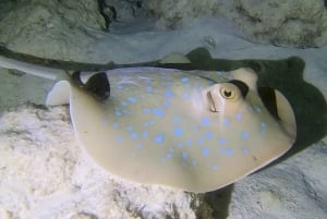 Fra Kendwa: Båttur til Mnemba og snorkeleventyr med delfiner