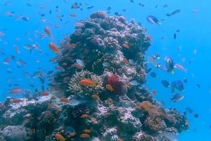 Fra Kendwa: Båttur til Mnemba og snorkeleventyr med delfiner