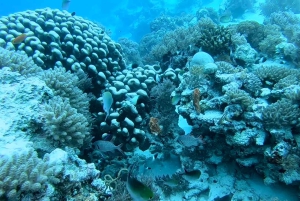 Fra Kendwa: Båttur til Mnemba og snorkeleventyr med delfiner