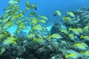Fra Kendwa: Båttur til Mnemba og snorkeleventyr med delfiner