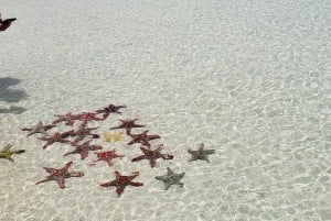 Fra Kendwa: Båttur til Mnemba og snorkeleventyr med delfiner