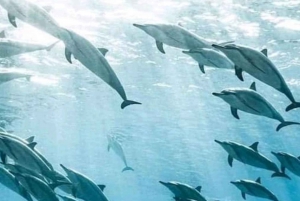 From Kendwa/Nungwi: Mnemba Dolphins with Snorkel Tour