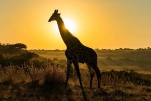 The Best 10 Days Private & Luxury Tanzania Safari - Tours