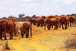 Mombasa: 3 dagar 2 nätter Tsavo East and West Private Safari.