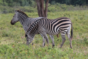 From Moshi: Arusha National Park Day Tour and Walking Safari