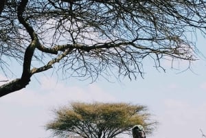 Fra Moshi eller Arusha: Udflugt til Serval Wildlife Sanctuary