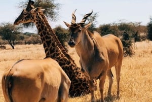 Fra Moshi eller Arusha: Udflugt til Serval Wildlife Sanctuary