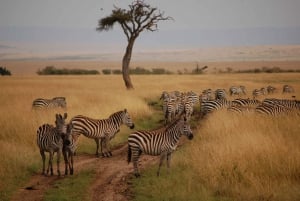 De Nairóbi: Safári privativo de 2 dias em Masai Mara com refeições