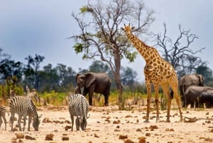 Nairobista: 2 päivän Masai Mara yksityinen safari aterioineen