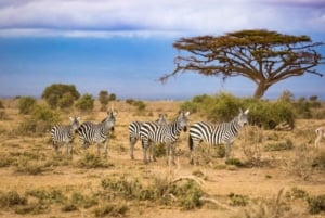Au départ de Nairobi : Safari privé de 2 jours dans le Masai Mara avec repas