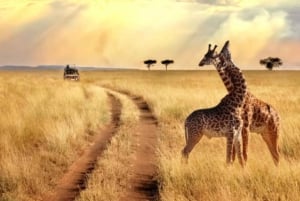 Fra Nairobi: 2-dagers privat safari i Masai Mara med måltider