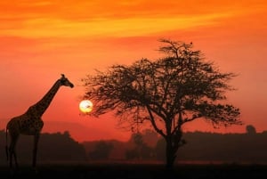 Nairobista: 2 päivän Masai Mara yksityinen safari aterioineen