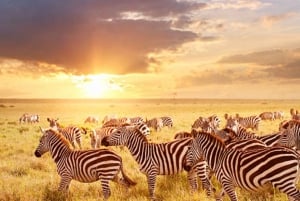 Au départ de Nairobi : Safari privé de 2 jours dans le Masai Mara avec repas