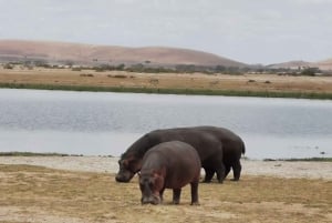 From Nairobi: 3-Day Amboseli National Park Safari