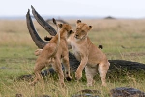 Från Nairobi: 3-dagars safari i nationalparken Amboseli