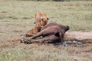 Von Nairobi: 3-tägige Amboseli-Nationalpark-Safari