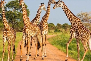 Från Nairobi: 3-dagars safari i Amboseli National Park