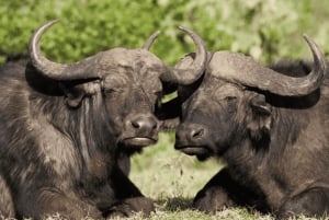 Från Nairobi: 3-dagars safari i Amboseli National Park