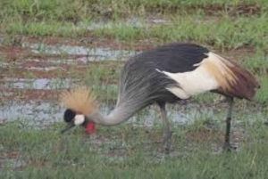 Från Nairobi: 3-dagars safari i Amboseli National Park