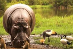 Från Nairobi: 3-dagars safari i Amboseli National Park