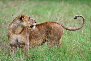 Från Nairobi: 3-dagars safari i Amboseli National Park