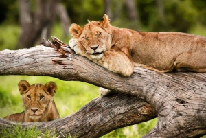 Från Nairobi: 3-dagars safari i Amboseli National Park