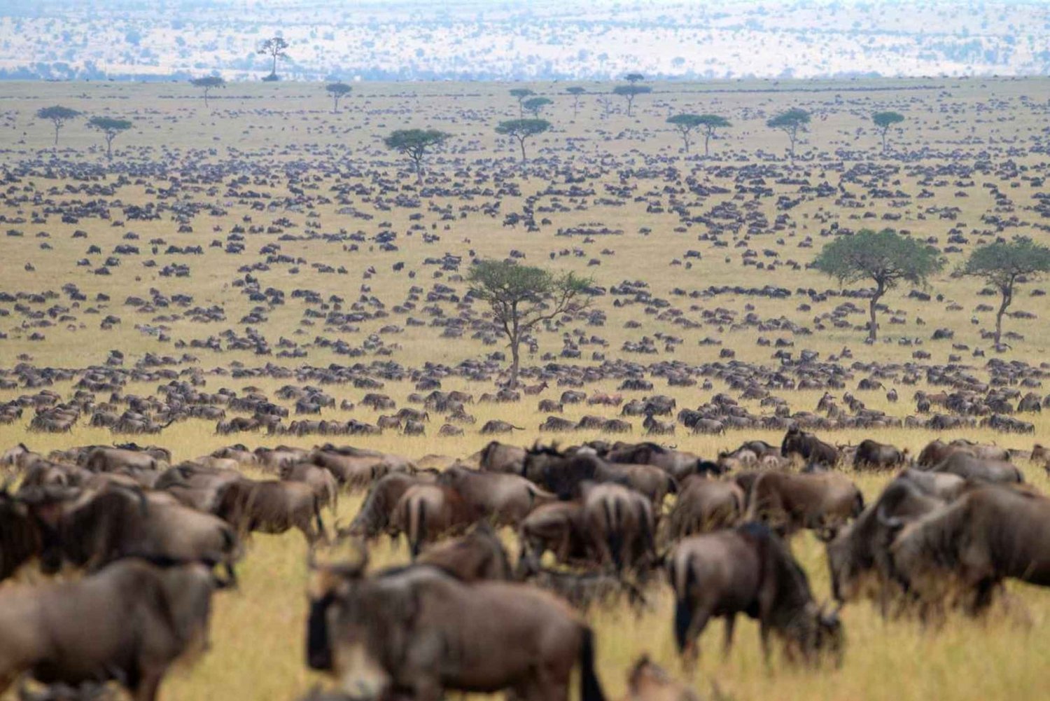 Nairobista: 3 päivän Masai Mara gnuu vaellus safari