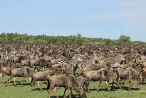 Fra Nairobi: 3-dagers Masai Mara-safari med gnu-migrasjonen